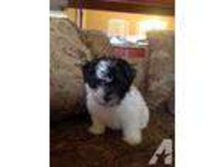 Havanese Puppy for sale in TAMPA, FL, USA