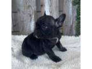 French Bulldog Puppy for sale in Shelby, AL, USA