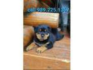Rottweiler Puppy for sale in Birch Run, MI, USA