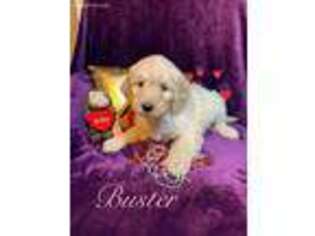Goldendoodle Puppy for sale in New Castle, IN, USA