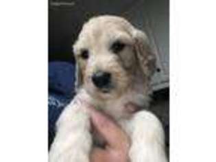 Goldendoodle Puppy for sale in Climax, NC, USA