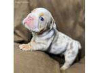 Bulldog Puppy for sale in Sterling, KS, USA