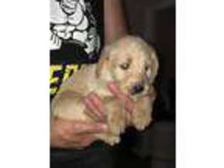 Labradoodle Puppy for sale in Danville, VA, USA