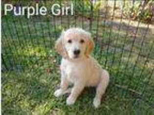 Golden Retriever Puppy for sale in Alamosa, CO, USA