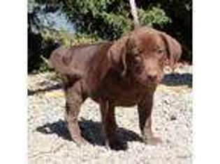 Labrador Retriever Puppy for sale in Littlerock, CA, USA