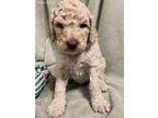 Goldendoodle Puppy for sale in Menomonie, WI, USA
