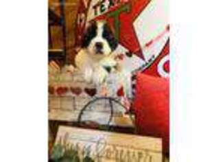 Saint Bernard Puppy for sale in Edmond, OK, USA