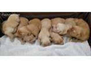 Golden Retriever Puppy for sale in Dallas, TX, USA