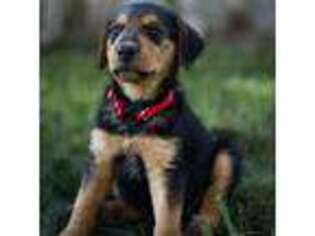 Airedale Terrier Puppy for sale in Caldwell, ID, USA