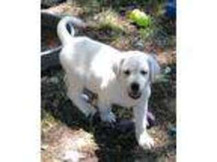 Labrador Retriever Puppy for sale in Winnsboro, LA, USA