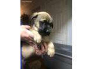 Mastiff Puppy for sale in Dingmans Ferry, PA, USA