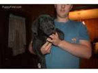 Great Dane Puppy for sale in Crawfordville, FL, USA