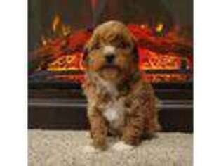 Labradoodle Puppy for sale in Batchtown, IL, USA