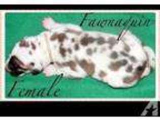 Great Dane Puppy for sale in MONTEREY, TN, USA