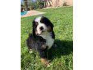 Bernese Mountain Dog Puppy for sale in Phoenix, AZ, USA