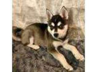Alaskan Klee Kai Puppy for sale in Los Angeles, CA, USA