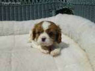 Cavalier King Charles Spaniel Puppy for sale in Laguna Park, TX, USA