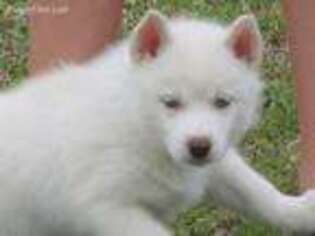 Siberian Husky Puppy for sale in Joshua, TX, USA