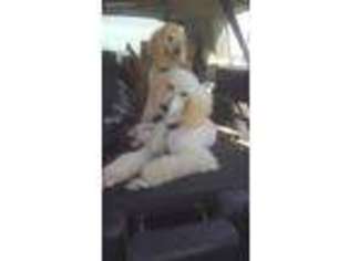 Mutt Puppy for sale in Pleasantville, IA, USA