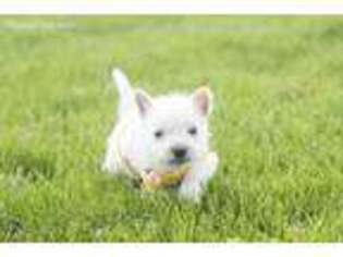 West Highland White Terrier Puppy for sale in Woodburn, IN, USA