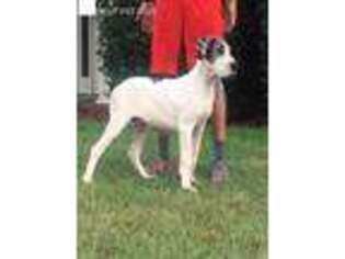 Great Dane Puppy for sale in Waverly Hall, GA, USA