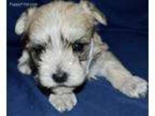 Buggs Puppy for sale in Greensboro, NC, USA