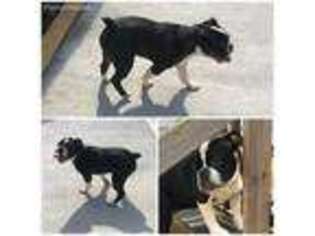 Olde English Bulldogge Puppy for sale in Croydon, PA, USA