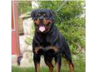 Rottweiler Puppy for sale in Crossville, AL, USA