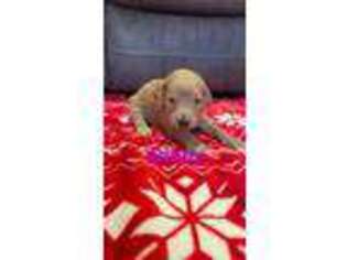 Goldendoodle Puppy for sale in South Windsor, CT, USA