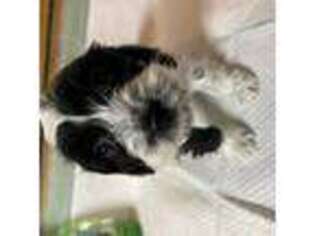 Cavapoo Puppy for sale in Crossville, TN, USA