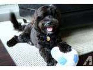 Portuguese Water Dog Puppy for sale in LOS ANGELES, CA, USA
