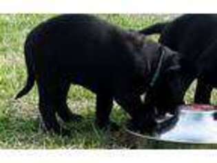 Labrador Retriever Puppy for sale in Trappe, MD, USA