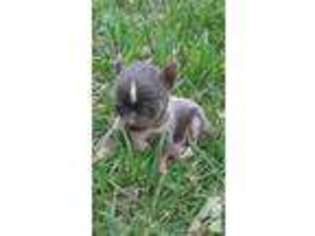 Chihuahua Puppy for sale in BASTROP, TX, USA