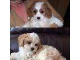 Cavachon Puppy for sale in Fox River Grove, IL, USA