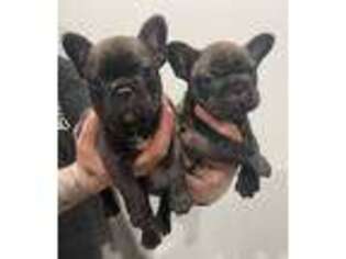 French Bulldog Puppy for sale in Gretna, LA, USA