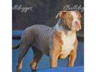 Olde English Bulldogge Puppy for sale in Richmond, VA, USA