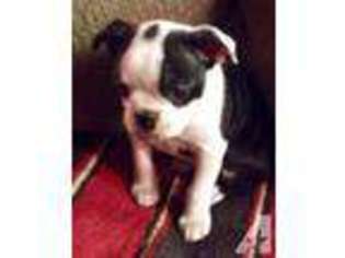 Boston Terrier Puppy for sale in PHELAN, CA, USA