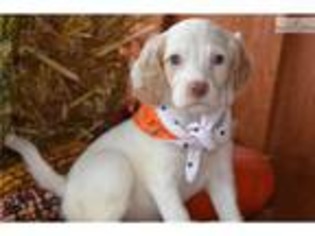 English Setter Puppy for sale in Youngstown, OH, USA