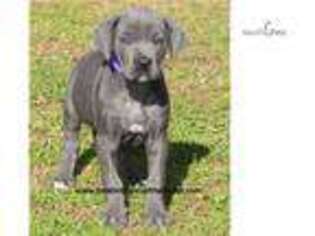 Great Dane Puppy for sale in Athens, GA, USA