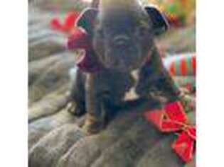 French Bulldog Puppy for sale in Mandeville, LA, USA