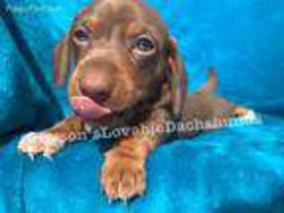 Dachshund Puppy for sale in Cedar Rapids, IA, USA