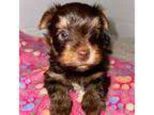Yorkshire Terrier Puppy for sale in Deerfield Beach, FL, USA