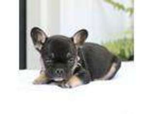 French Bulldog Puppy for sale in Wooster, OH, USA