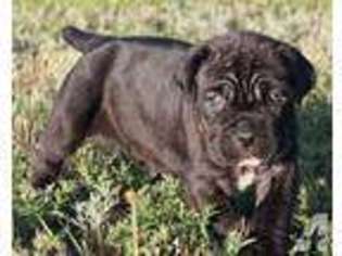 Neapolitan Mastiff Puppy for sale in SIDNEY, NE, USA
