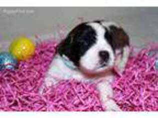 Saint Bernard Puppy for sale in Hastings, MI, USA