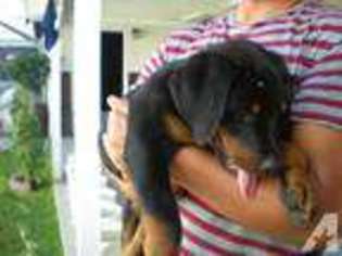 Mutt Puppy for sale in LONG BEACH, CA, USA