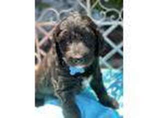 Labradoodle Puppy for sale in Hammond, LA, USA