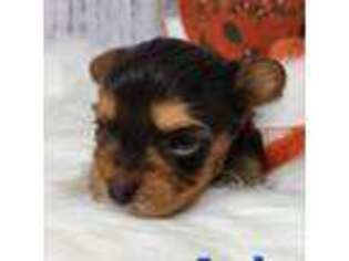Yorkshire Terrier Puppy for sale in Roanoke Rapids, NC, USA