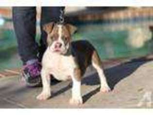 Bulldog Puppy for sale in ALTA LOMA, CA, USA