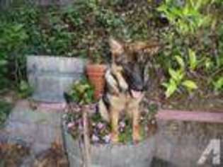 German Shepherd Dog Puppy for sale in ALAMO, CA, USA